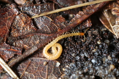 Schendyla nemorensis