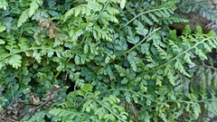 Asplenium billotii