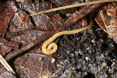 Schendyla nemorensis