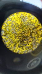 Chrysothrix insulizans