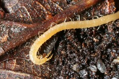 Schendyla nemorensis