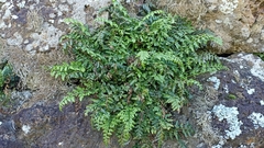 Asplenium billotii