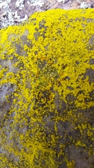 Chrysothrix insulizans