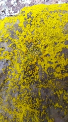 Chrysothrix insulizans