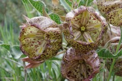 Pachycarpus grandiflorus
