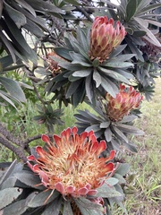 Protea roupelliae roupelliae