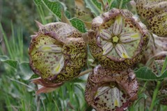 Pachycarpus grandiflorus