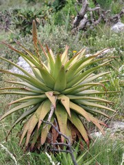 Aloe lineata