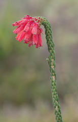 Erica cerinthoides