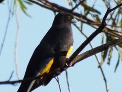 Trogon citreolus