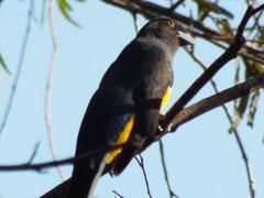 Trogon citreolus