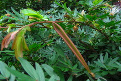 Calliandra tergemina