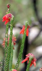 Erica cerinthoides