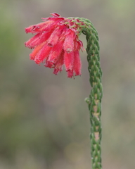 Erica cerinthoides