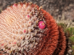 Melocactus intortus