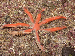 Luidia ciliaris