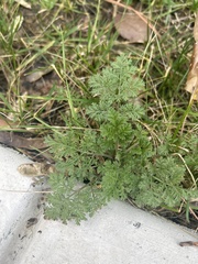 Artemisia annua
