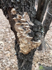 Irpiciporus