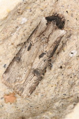 Agrotis malefida