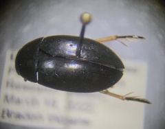 Tropisternus sublaevis