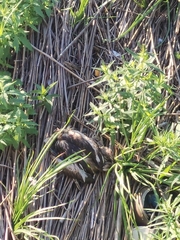 Podiceps cristatus