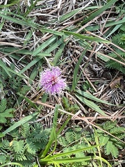 Mimosa strigillosa
