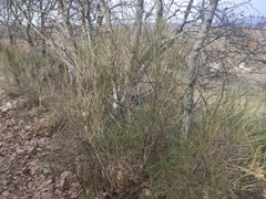 Genista cinerea
