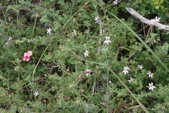 Jamesbrittenia microphylla
