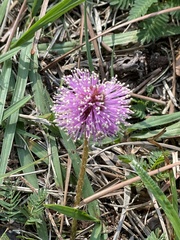 Mimosa strigillosa