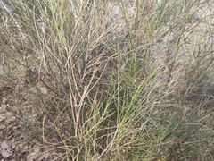 Genista cinerea