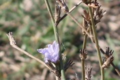 Cichorium intybus