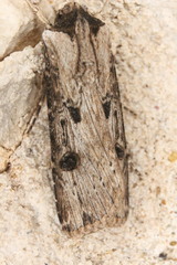 Agrotis malefida