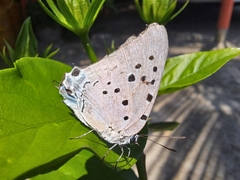 Pseudolycaena damo