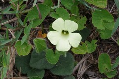 Thunbergia capensis
