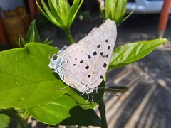 Pseudolycaena damo