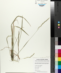 Graphephorum melicoides