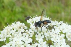 Eriothrix rufomaculata