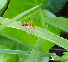 Episyrphus trisectus