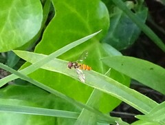 Episyrphus trisectus