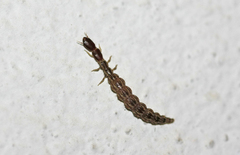 Raphidia