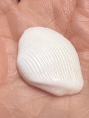 Kalolophus speciosus