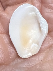 Kalolophus speciosus