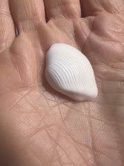 Kalolophus speciosus