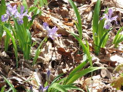 Iris cristata