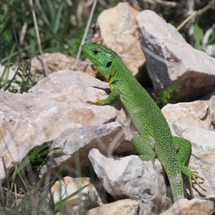 Lacerta trilineata