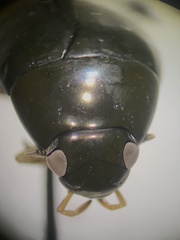 Tropisternus sublaevis