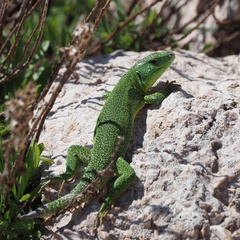 Lacerta trilineata