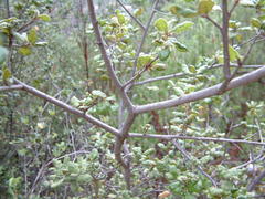 Quercus agrifolia oxyadenia