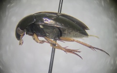 Tropisternus sublaevis