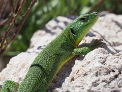 Lacerta trilineata